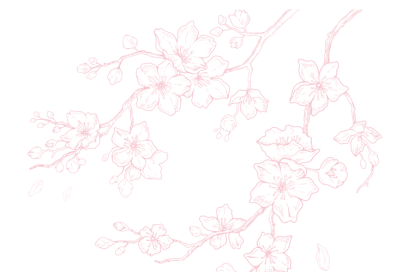 cherry blossoms transparent